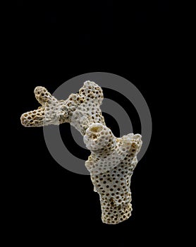 Beautiful coral on a black background