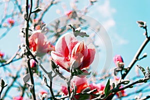 Beautiful coral blossoming magnolia flowers