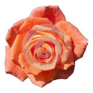 Beautiful coral color rose flower. Isolated image on a white