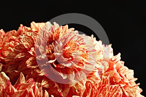 Beautiful coral dahlia flowers on black background, closeup