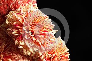 Beautiful coral dahlia flowers on black background, closeup. Space for text