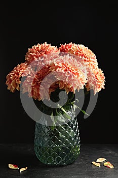 Beautiful coral dahlia flowers in vase on table against black background