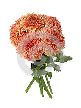 Beautiful coral dahlia flowers on white background