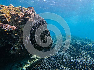 Beautiful coral in diving spot at Boulder island