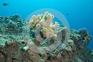 Beautiful coral and fish in the sea