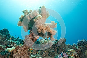 Beautiful coral and fish in the sea