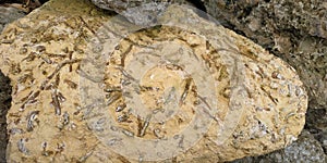 A beautiful Coral Fossil Sendiments on The Rock.