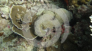 Beautiful coral found at Tioman island, Malaysia
