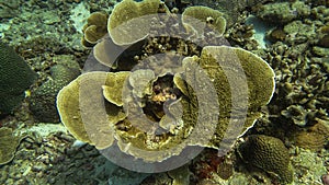 Beautiful coral found at Tioman island, Malaysia