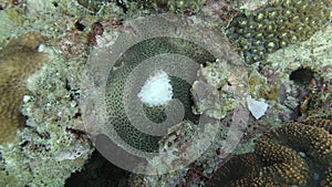 Beautiful coral found at Tioman island, Malaysia