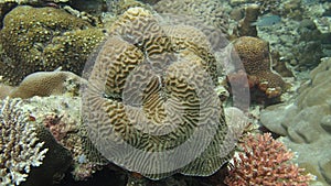 Beautiful coral found at Tioman island, Malaysia