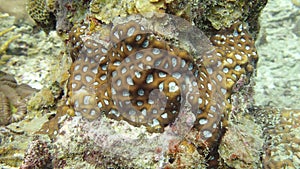 Beautiful coral found at Tioman island, Malaysia