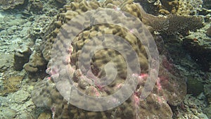 Beautiful coral found at Tioman island, Malaysia