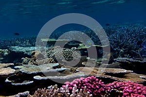 Beautiful coral garden in Fiji