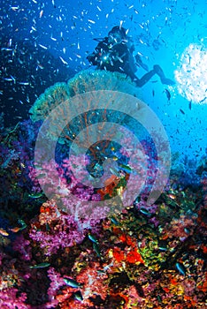 Beautiful coral garden reef with Scuba Diver.