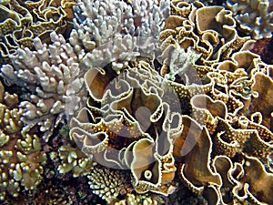 Beautiful Coral gardens