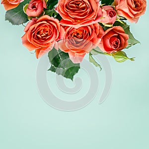 Beautiful coral mini roses on turquoise background
