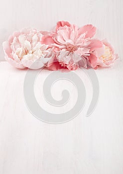 Beautiful coral peon on white wooden background