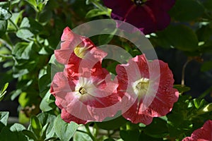 Beautiful coral petunia flowers with white centers