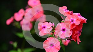 Beautiful coral phlox on a bed