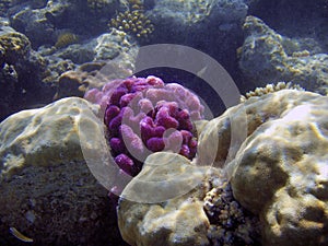 Beautiful coral reef.