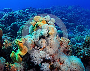 Beautiful coral reef