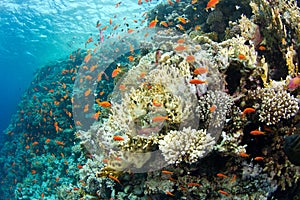 Beautiful coral reef with anthias photo