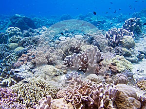 Beautiful coral reef at Bunaken