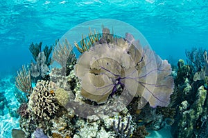 Beautiful Coral Reef in Caribbean Sea