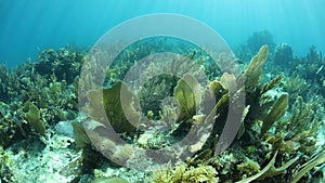 Beautiful Coral Reef in the Caribbean Sea