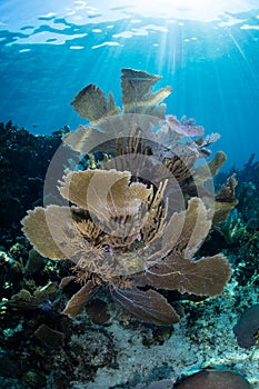 Beautiful Coral Reef in Caribbean Sea