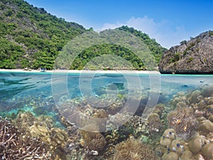 Beautiful Coral reef in comb island