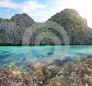 Beautiful Coral reef in comb island