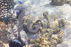 Beautiful coral reef with fish. Indian Ocean near