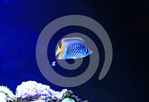 Beautiful Coral reef fish underwater in aquarium tank