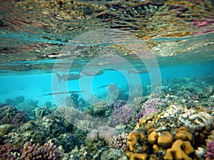 Beautiful coral reef with flocks fishes