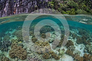 A Beautiful Coral Reef Grows Near an Island in Raja Ampat