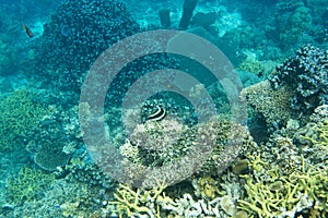 Beautiful coral reef in Indonesia