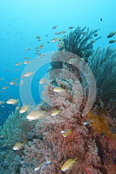 Beautiful Coral Reef Life off Padre Burgos, Leyte, Philippines