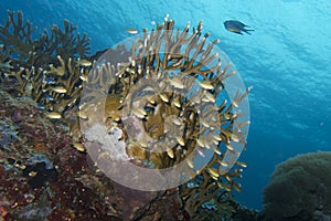 Beautiful Coral Reef Life off Padre Burgos, Leyte, Philippines