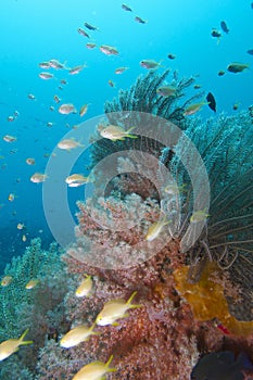 Beautiful Coral Reef Life off Padre Burgos, Leyte, Philippines