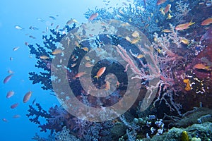 Beautiful Coral Reef Life off Padre Burgos, Leyte, Philippines