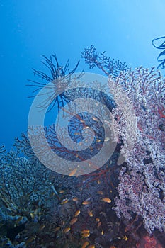 Beautiful Coral Reef Life off Padre Burgos, Leyte, Philippines