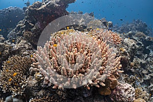 Beautiful coral reef and many fish photography in deep sea in scuba dive explore travel activity underwater with blue background
