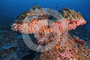 Beautiful coral reef and many fish photography in deep sea in scuba dive explore travel activity underwater with blue background