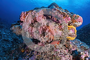 Beautiful coral reef and many fish photography in deep sea in scuba dive explore travel activity underwater with blue background