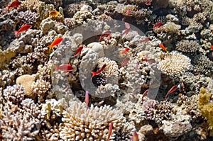 Beautiful coral reef near the Dahab city of Egypt