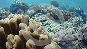Beautiful Coral Reef in Raja Ampat