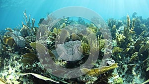 Beautiful Coral Reef and Sea Fans in the Caribbean Sea