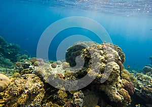 Beautiful coral reef and tropical fish underwater, marine life